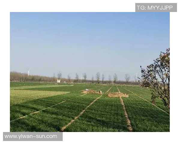 武汉排球队节奏对比分析揭示战术变化与球队表现的深层关系